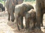 Baby elephants at Pinnawela